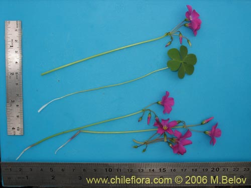 Image of Oxalis arenaria (Vinagrillo / Culle). Click to enlarge parts of image.