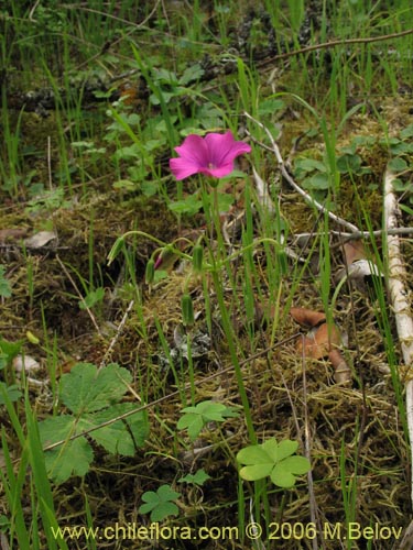 Bild von Oxalis arenaria (Vinagrillo / Culle). Klicken Sie, um den Ausschnitt zu vergrössern.