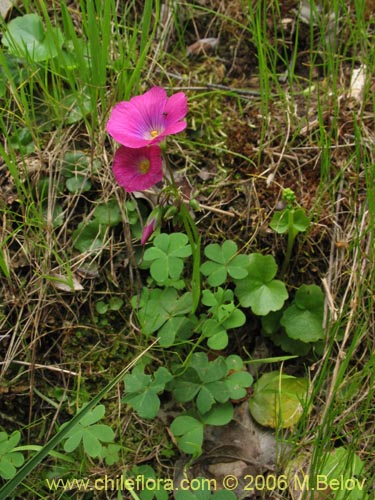 Bild von Oxalis arenaria (Vinagrillo / Culle). Klicken Sie, um den Ausschnitt zu vergrössern.