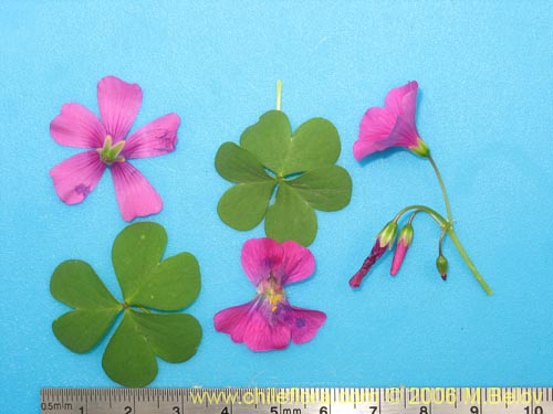 Bild von Oxalis arenaria (Vinagrillo / Culle). Klicken Sie, um den Ausschnitt zu vergrössern.