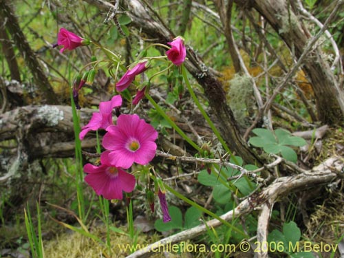 Bild von Oxalis arenaria (Vinagrillo / Culle). Klicken Sie, um den Ausschnitt zu vergrössern.