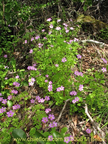 Image of Oxalis rosea (Culle rosado / Culle colorado / Culli / Vinagrillo). Click to enlarge parts of image.