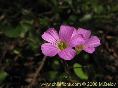 Imágen de Oxalis rosea (Culle rosado / Culle colorado / Culli / Vinagrillo). Haga un clic para aumentar parte de imágen.