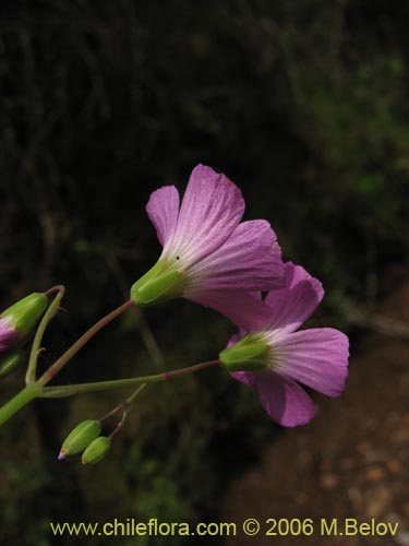 Image of Oxalis rosea (Culle rosado / Culle colorado / Culli / Vinagrillo). Click to enlarge parts of image.