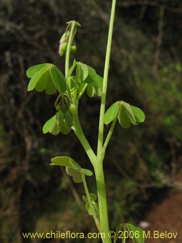 Oxalis rosea의 사진