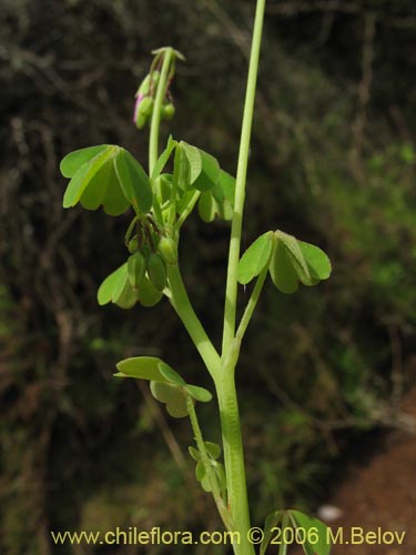 Imágen de Oxalis rosea (Culle rosado / Culle colorado / Culli / Vinagrillo). Haga un clic para aumentar parte de imágen.