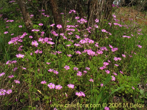 Image of Oxalis rosea (Culle rosado / Culle colorado / Culli / Vinagrillo). Click to enlarge parts of image.