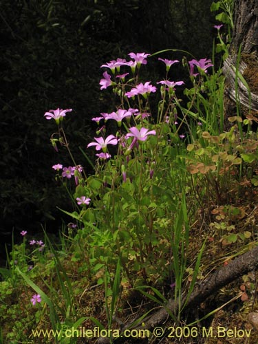 Фотография Oxalis rosea (Culle rosado / Culle colorado / Culli / Vinagrillo). Щелкните, чтобы увеличить вырез.