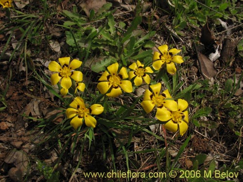 Bild von Sisyrinchium graminifolium (Huilmo amarillo / Ñuño). Klicken Sie, um den Ausschnitt zu vergrössern.