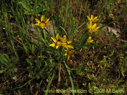 Imágen de Sisyrinchium graminifolium (Huilmo amarillo / Ñuño). Haga un clic para aumentar parte de imágen.