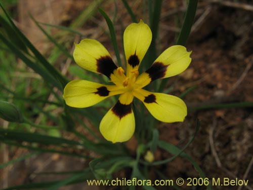 Imágen de Sisyrinchium graminifolium (Huilmo amarillo / Ñuño). Haga un clic para aumentar parte de imágen.