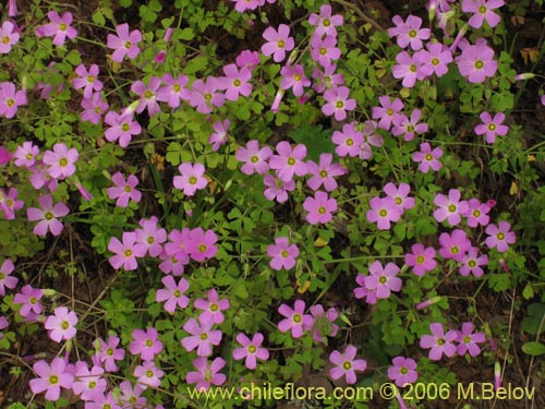 Imágen de Oxalis rosea (Culle rosado / Culle colorado / Culli / Vinagrillo). Haga un clic para aumentar parte de imágen.