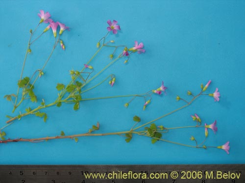 Image of Oxalis rosea (Culle rosado / Culle colorado / Culli / Vinagrillo). Click to enlarge parts of image.
