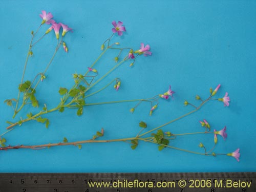 Imágen de Oxalis rosea (Culle rosado / Culle colorado / Culli / Vinagrillo). Haga un clic para aumentar parte de imágen.