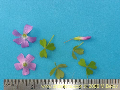 Image of Oxalis rosea (Culle rosado / Culle colorado / Culli / Vinagrillo). Click to enlarge parts of image.