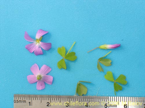 Image of Oxalis rosea (Culle rosado / Culle colorado / Culli / Vinagrillo). Click to enlarge parts of image.