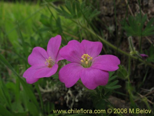 Imágen de Geranium berteroanum (Core-core). Haga un clic para aumentar parte de imágen.