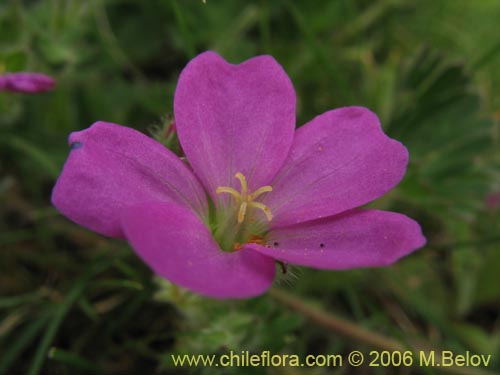 Bild von Geranium berteroanum (Core-core). Klicken Sie, um den Ausschnitt zu vergrössern.