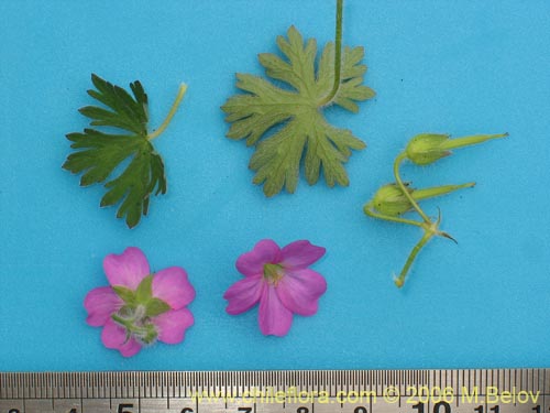 Bild von Geranium berteroanum (Core-core). Klicken Sie, um den Ausschnitt zu vergrössern.