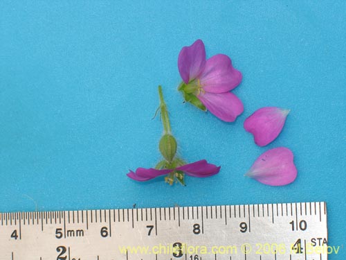 Geranium berteroanumの写真
