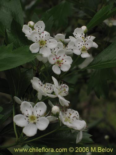 Imágen de Crataegus monogyna (Crategus / Peumo alemán / Peumo extranjero). Haga un clic para aumentar parte de imágen.