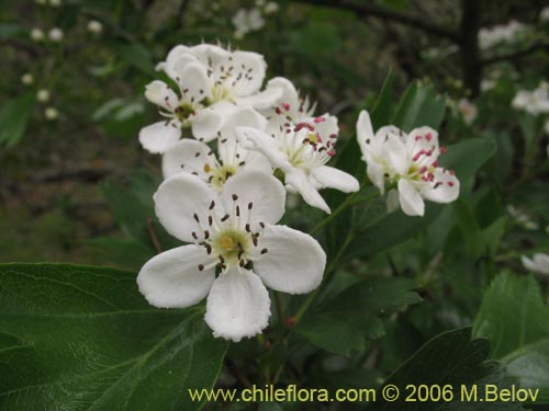 Bild von Crataegus monogyna (Crategus / Peumo alemán / Peumo extranjero). Klicken Sie, um den Ausschnitt zu vergrössern.