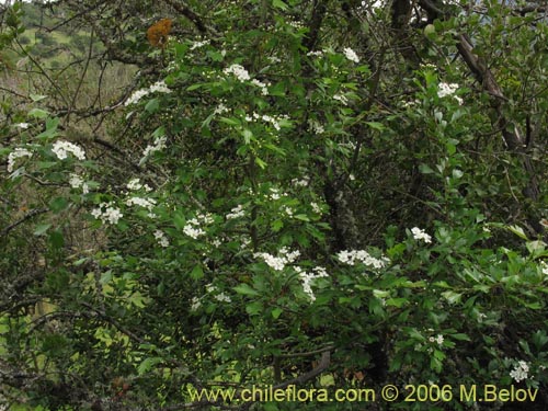 Imágen de Crataegus monogyna (Crategus / Peumo alemán / Peumo extranjero). Haga un clic para aumentar parte de imágen.