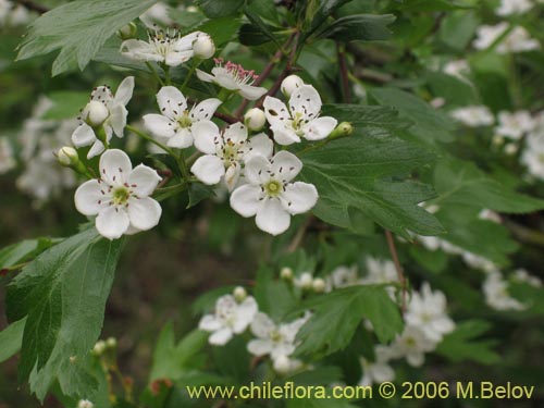 Imágen de Crataegus monogyna (Crategus / Peumo alemán / Peumo extranjero). Haga un clic para aumentar parte de imágen.