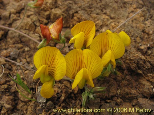 Imágen de Adesmia sp. #1628 (). Haga un clic para aumentar parte de imágen.