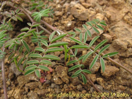 Imágen de Adesmia sp. #1628 (). Haga un clic para aumentar parte de imágen.