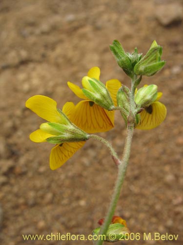 Image of Adesmia sp. #1628 (). Click to enlarge parts of image.