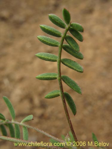 Imágen de Adesmia sp. #1628 (). Haga un clic para aumentar parte de imágen.