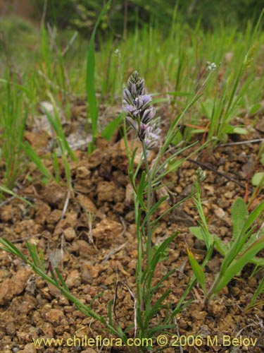 Image of Polygalaceae sp. #2399 (). Click to enlarge parts of image.