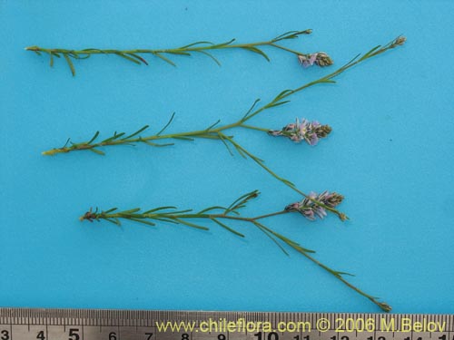 Image of Polygalaceae sp. #2399 (). Click to enlarge parts of image.