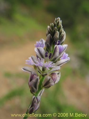 Polygalaceae sp. #2399の写真