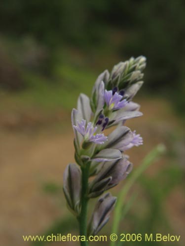 Bild von Polygalaceae sp. #2399 (). Klicken Sie, um den Ausschnitt zu vergrössern.