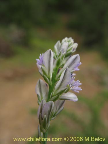 Imágen de Polygalaceae sp. #2399 (). Haga un clic para aumentar parte de imágen.