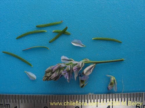 Image of Unidentified Plant sp. #2399 (). Click to enlarge parts of image.