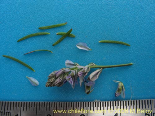 Polygalaceae sp. #2399的照片