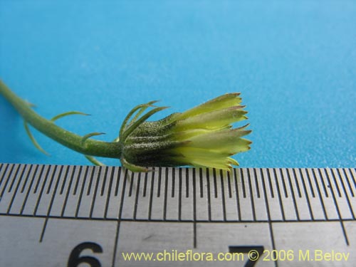 Bild von Asteraceae sp. #1104 (). Klicken Sie, um den Ausschnitt zu vergrössern.