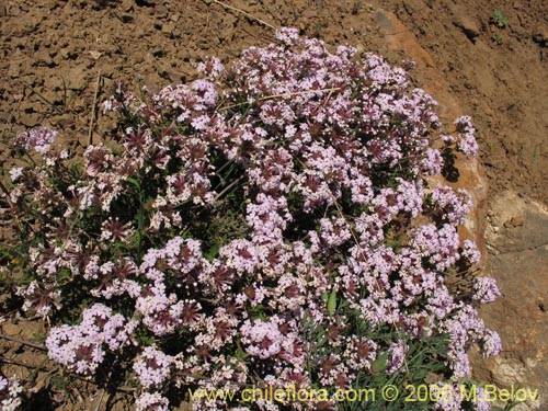 Imágen de Verbena sp. #3088 (). Haga un clic para aumentar parte de imágen.