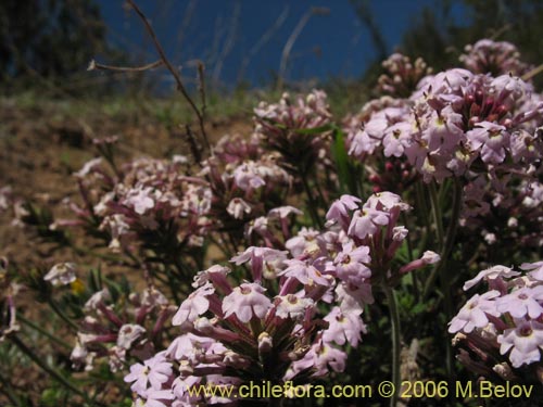 Imágen de Verbena sp. #3088 (). Haga un clic para aumentar parte de imágen.