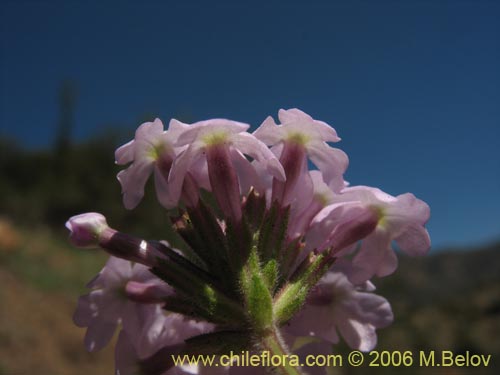 Verbena sp. #3088의 사진