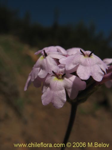 Verbena sp. #3088의 사진