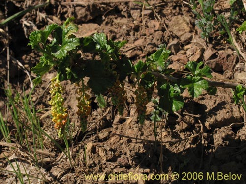 Image of Ribes polyanthes (). Click to enlarge parts of image.