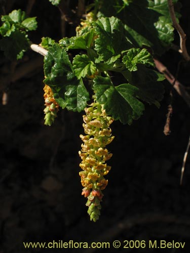 Ribes polyanthes的照片