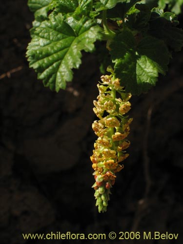 Imágen de Ribes polyanthes (). Haga un clic para aumentar parte de imágen.