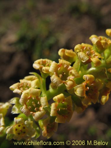 Imágen de Ribes polyanthes (). Haga un clic para aumentar parte de imágen.