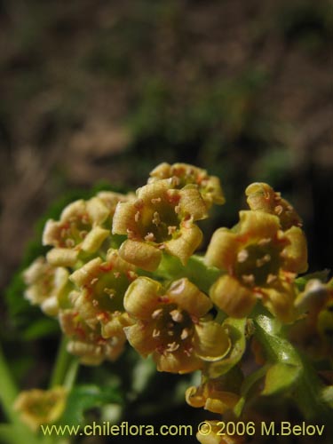 Ribes polyanthes的照片