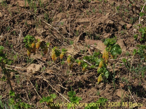 Фотография Ribes polyanthes (). Щелкните, чтобы увеличить вырез.